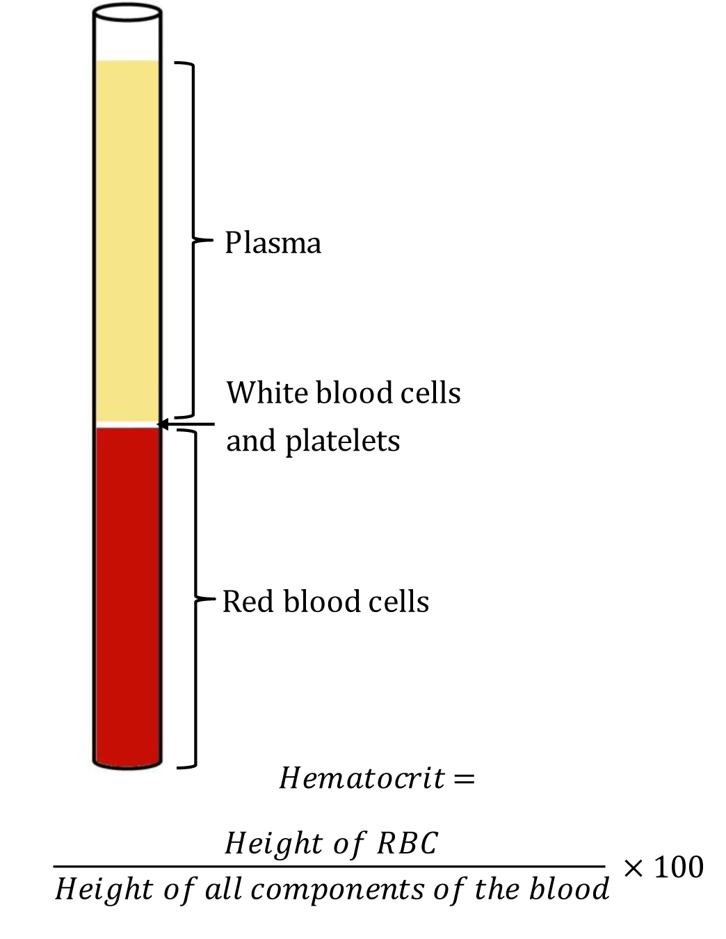 <p>Wintrobe Hematocrit Tube Containing Blood Components After Centrifugation
