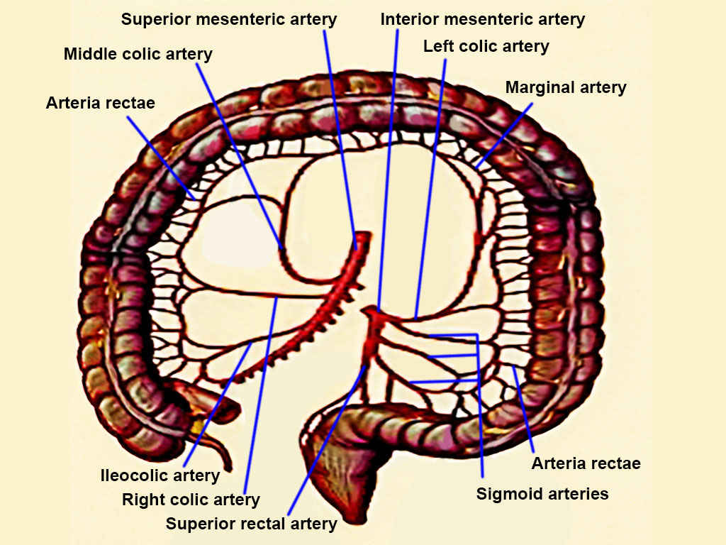 <p>Arteries of the Large Intestine
