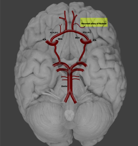<p>Recurrent Artery of Heubner. This illustration shows the location and course of the recurrent artery of Heubner.</p>