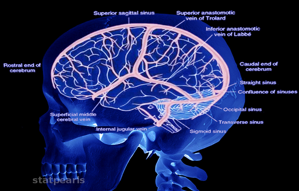 <p>Cerebral Venous System