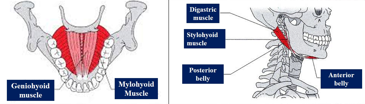 <p>Suprahyoid Muscles