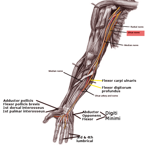<p>Ulnar Nerve Pathway. Anterior view illustrating the course of the ulnar nerve from the shoulder to the hand.</p>
