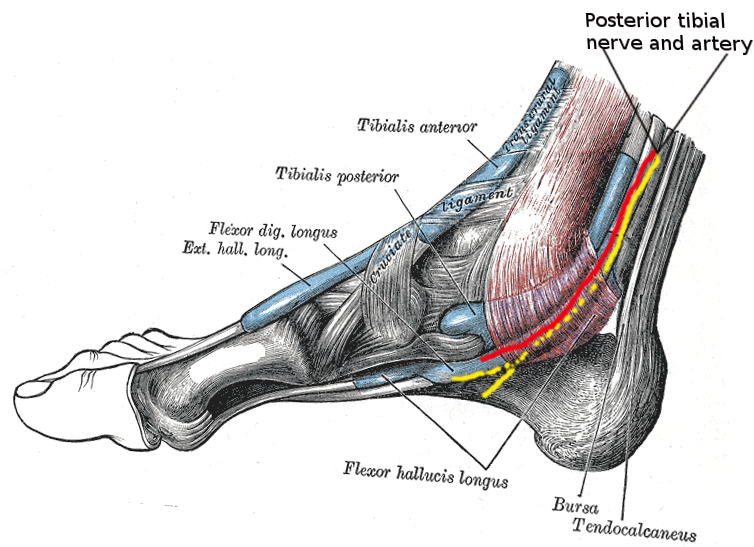 <p>Tarsal Tunnel Anatomy