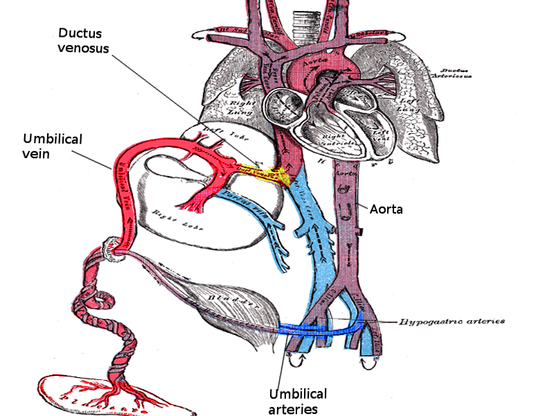 <p>Umbilical Vessels</p>