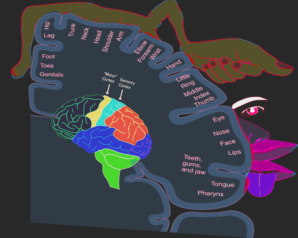 <p>Homunculus,&nbsp;Sensory&nbsp;and&nbsp;Motor</p>