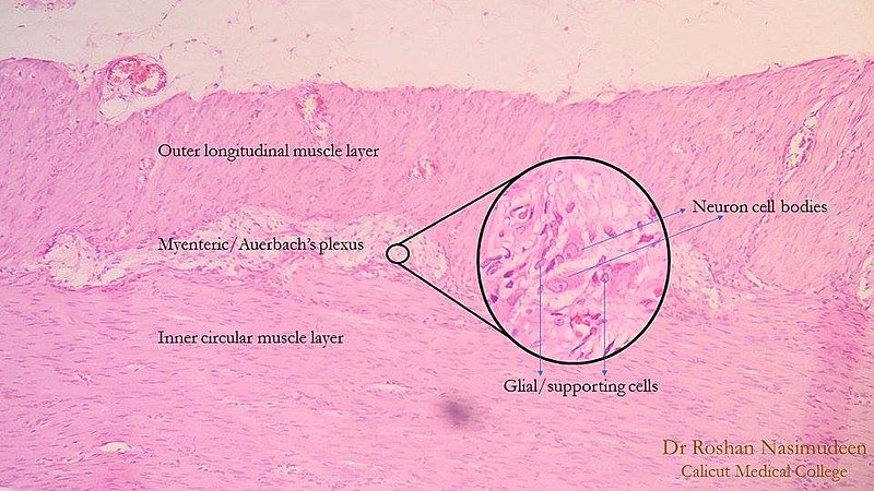 Myenteric plexus