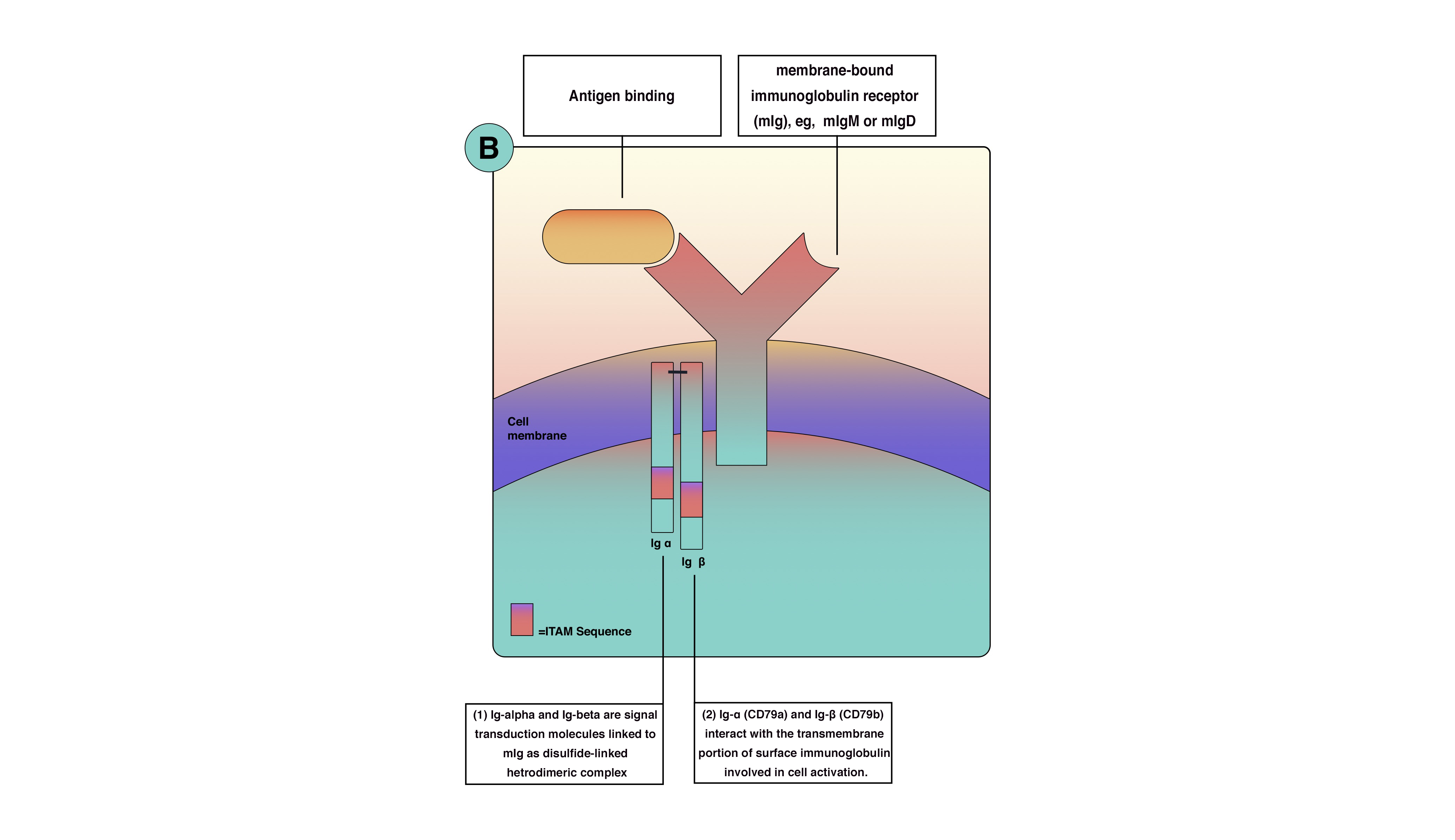 <p>B-Cell Activation. B-cell surface molecules cluster responsible for antigen recognition and B-cell activation.</p>