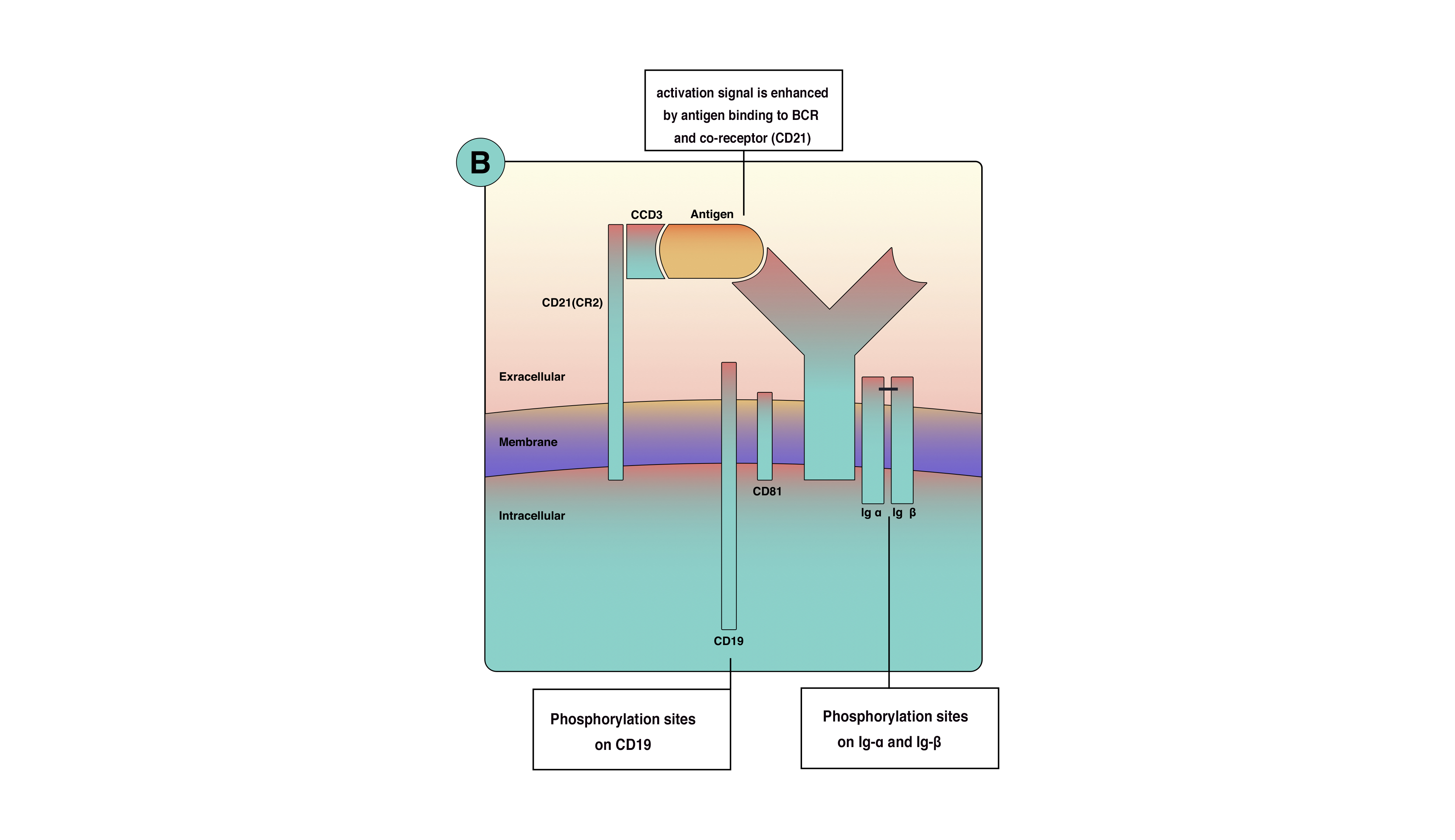 <p>Antigen-Binding