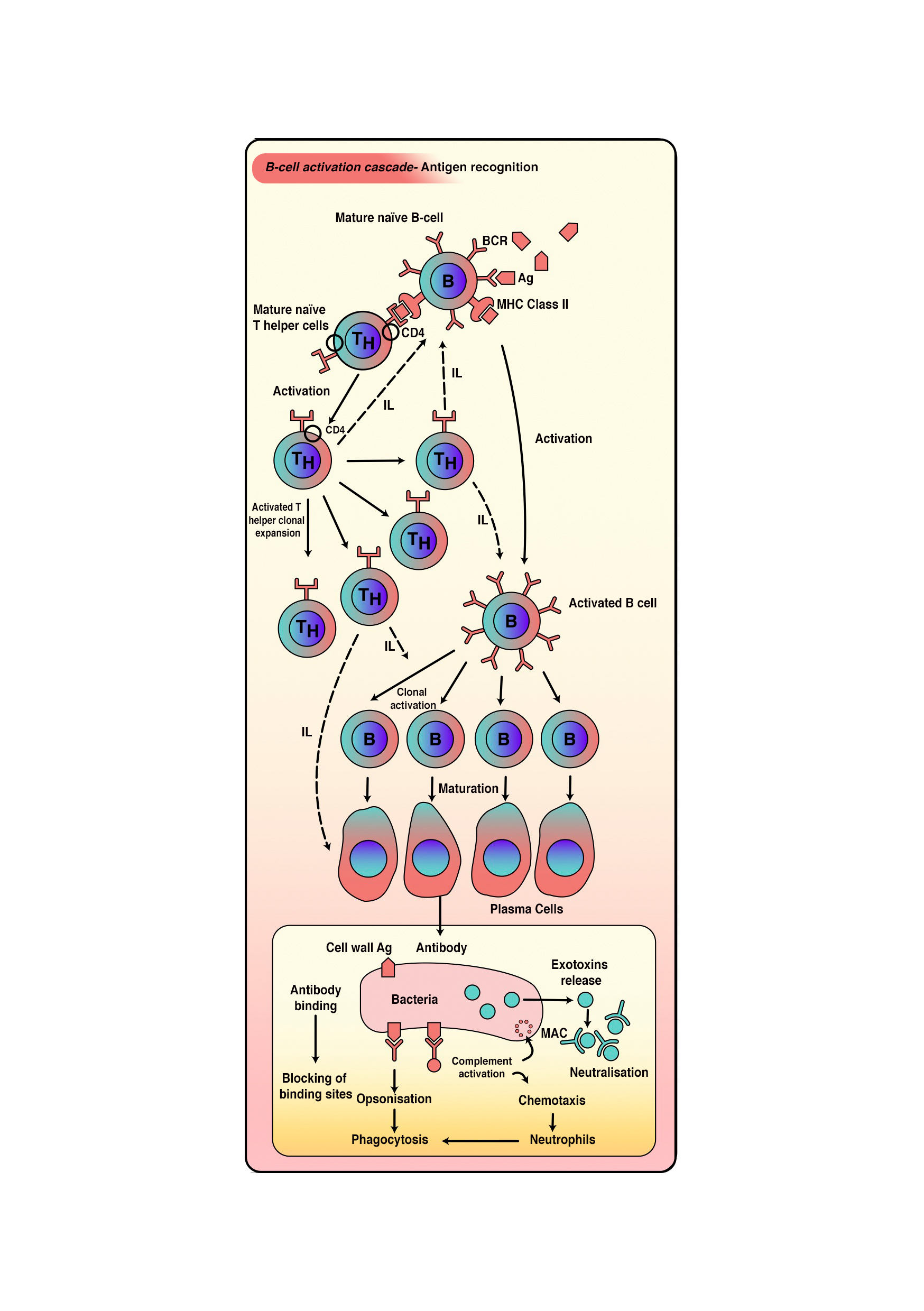 <p>B-Cell Activation Cascade</p>
