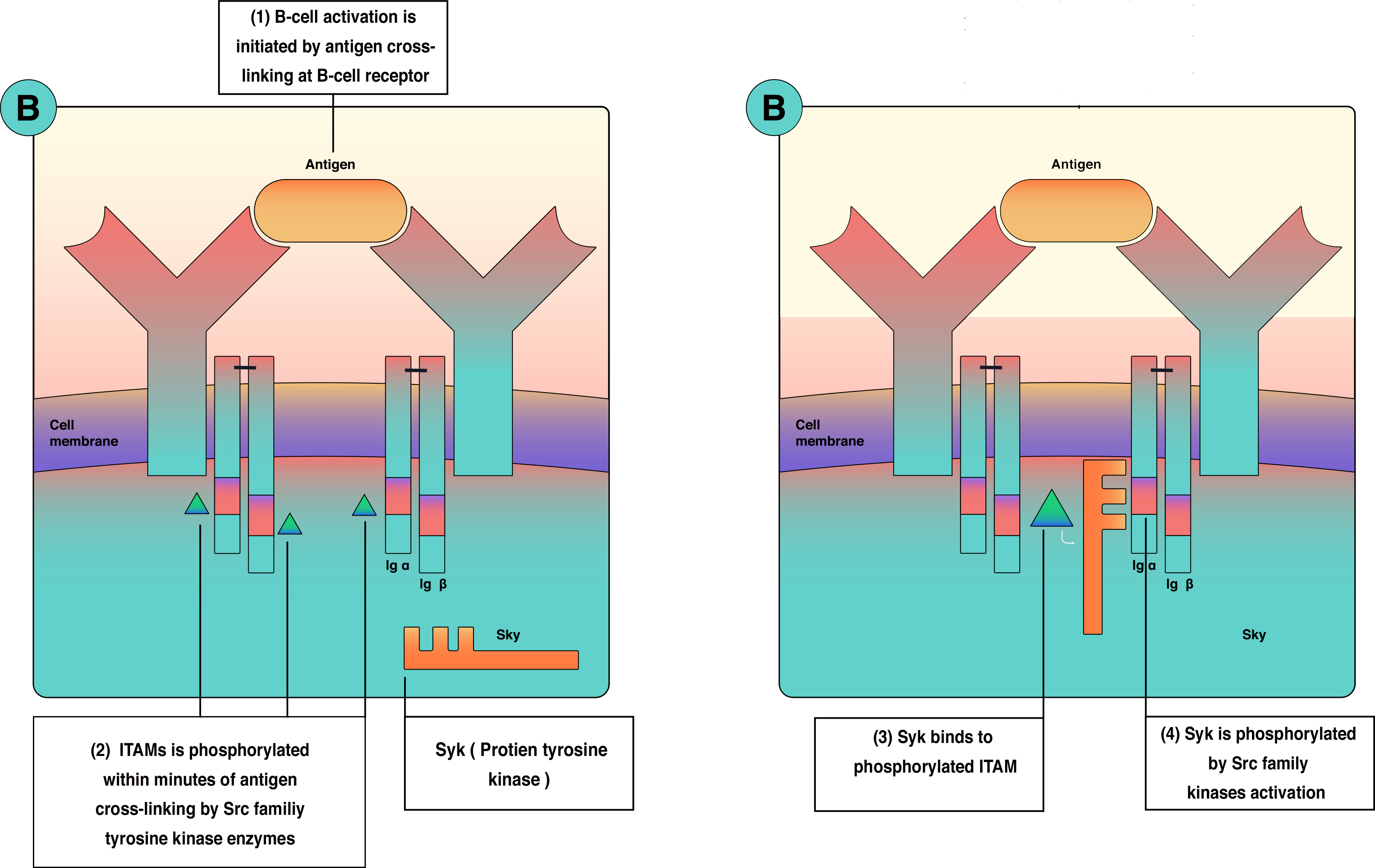 <p>B-Cell Activation and Single Transduction&nbsp;</p>