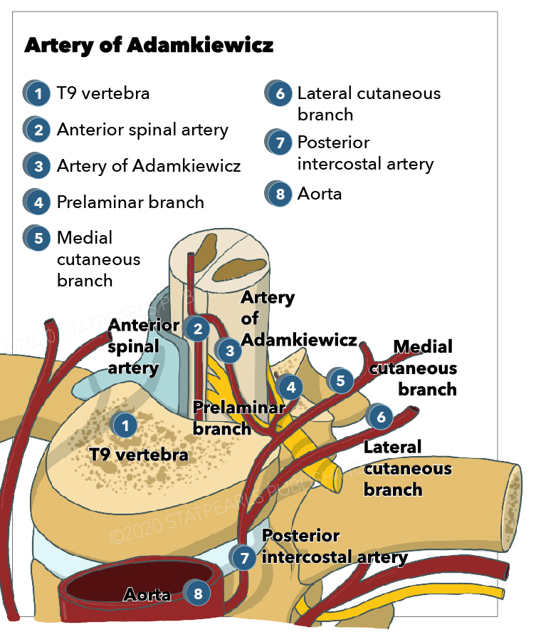 <p>Artery of Adamkiewicz
