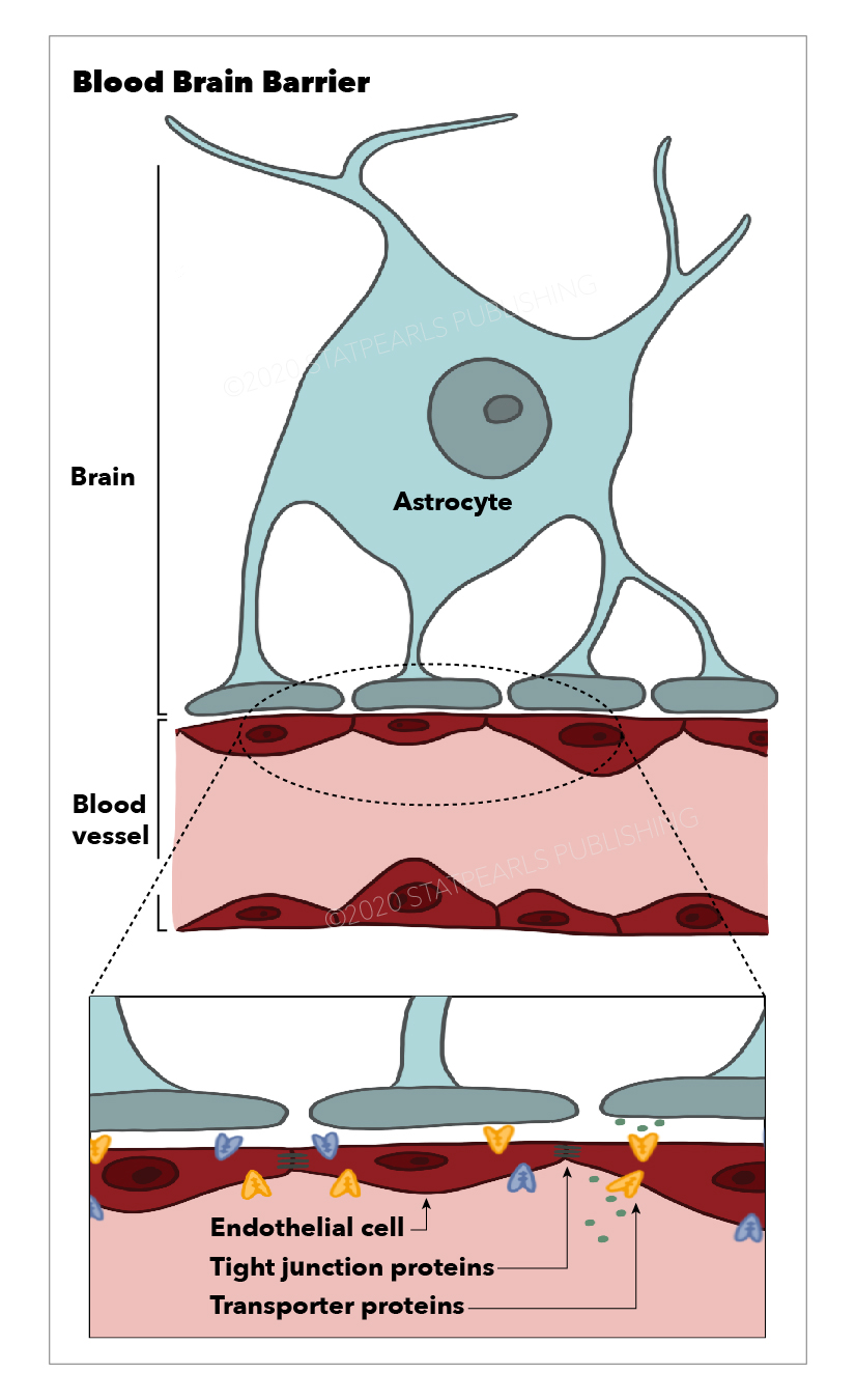 <p>Blood Brain Barrier
