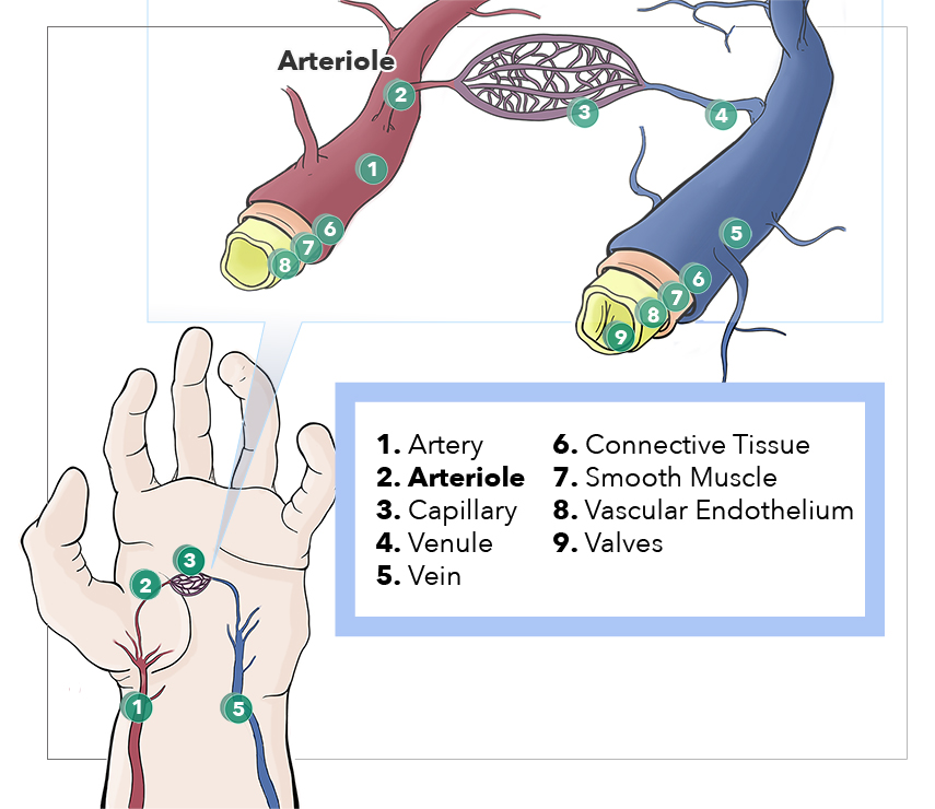 <p>Anatomy, Arterioles