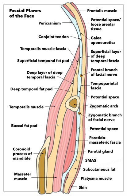 <p>Fascial Planes of the Face and Musculature