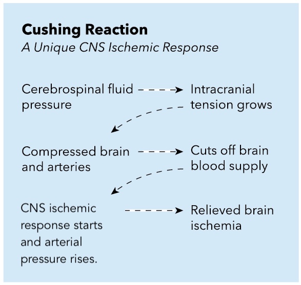 <p>Cushing Reaction: Central Nervous System Ischemic Response.</p>