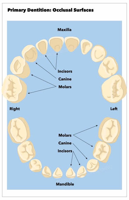 Occlusal surfaces of the primary dentition