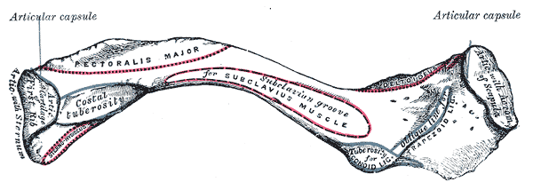 <p>Inferior Surface of Clavicle