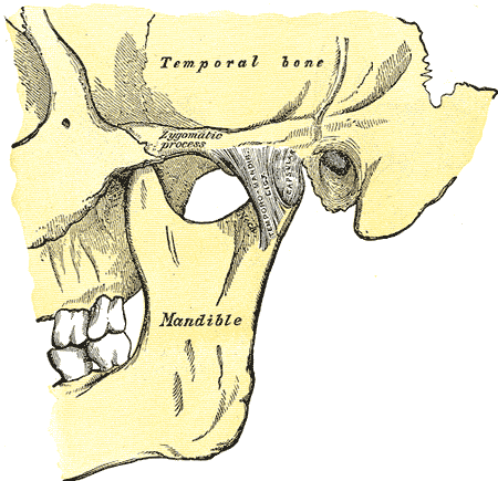 <p>Jaw Anatomy, Lateral View