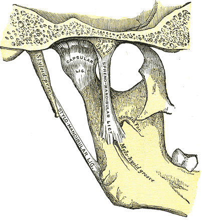 <p>Jaw Anatomy, Medial Aspect