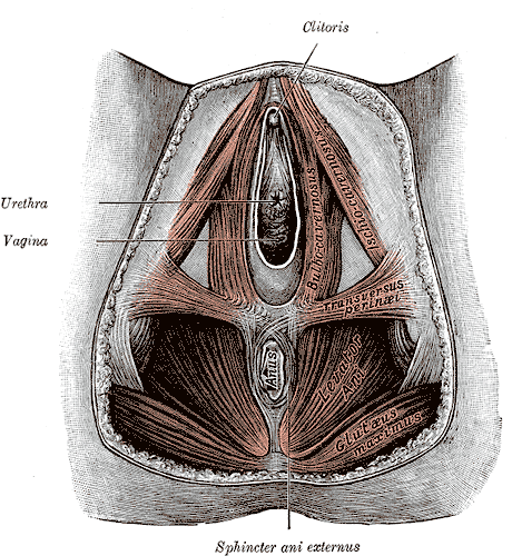 <p>Anatomy of the Female Perineum