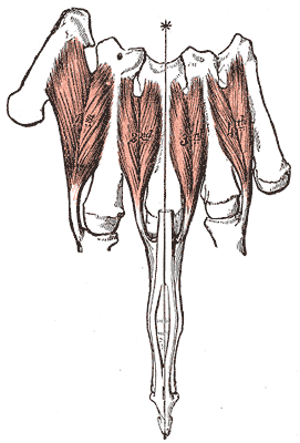 <p>Dorsal Interossei of the Hand