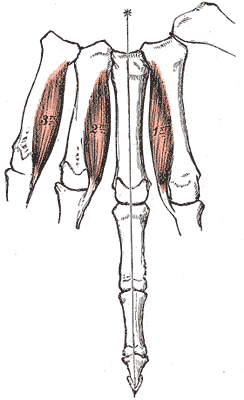 <p>Palmar Interossei of the Hand