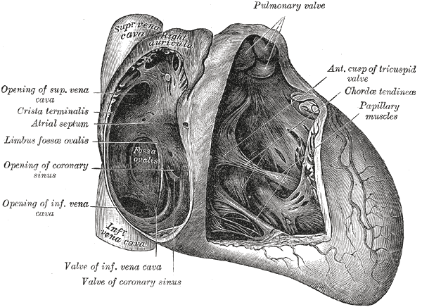 <p>Anatomy of the Heart