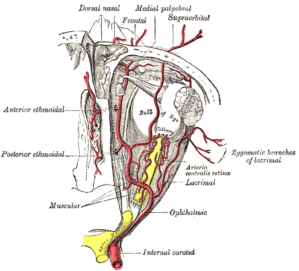 <p>Arteries of the Eye
