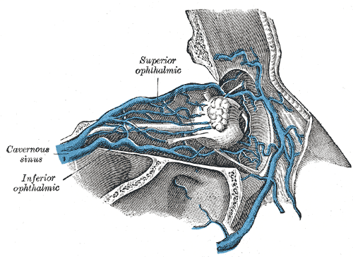 <p>Superior Ophthalmic Vein, Inferior Ophthalmic Vein, and Cavernous Sinus.</p>