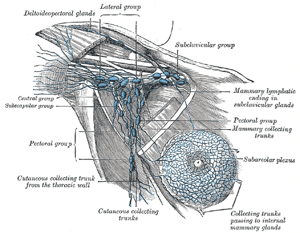 <p>Anatomy of Axillary Lymph Nodes