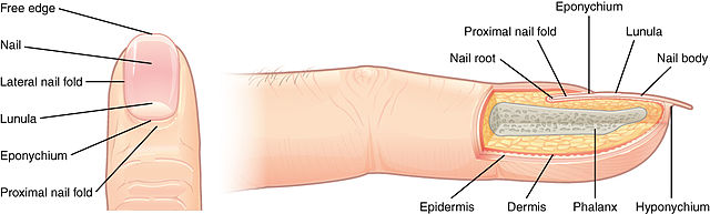 <p>Nail Anatomy. This image shows the parts of the nail structure.</p>