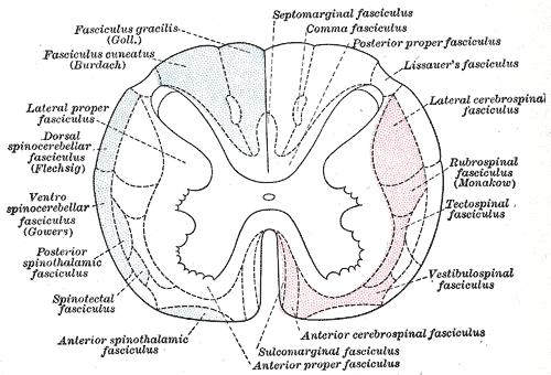 <p>Spinal Cord&nbsp;Fasciculi. The illustration depicts the principal fasciculi of the spinal cord.</p>