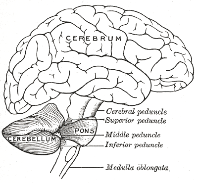 <p>Human Brain, Encephalon