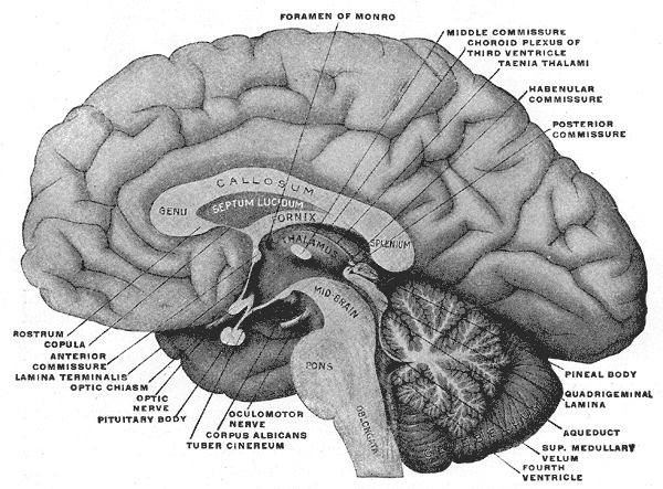 <p>Forebrain or Prosencephalon