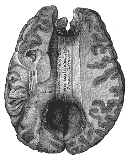 <p>Corpus Callosum From Above