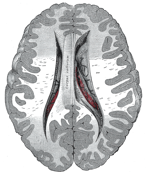 <p>Central&nbsp;and Anterior and Posterior Cornua of Lateral Ventricles Exposed From Above.</p>
<p>&nbsp;</p>