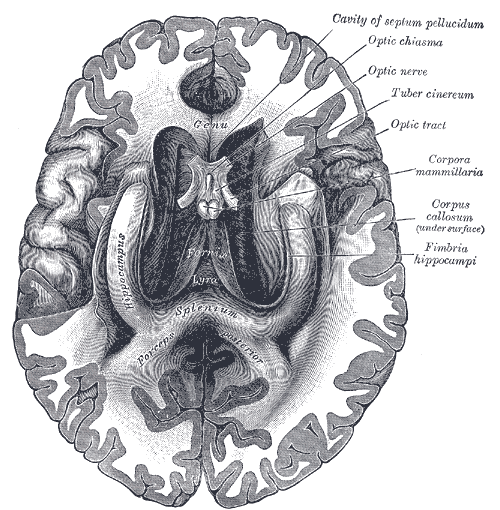 <p>The Fornix and Corpus Callosum From Below