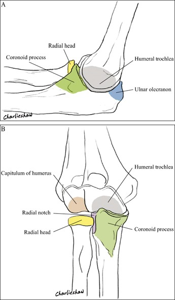 <p>Medial and Volar Views of the&nbsp;Right Elbow