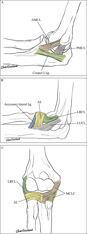 <p>Ligamentous Anatomy of the Right Elbow