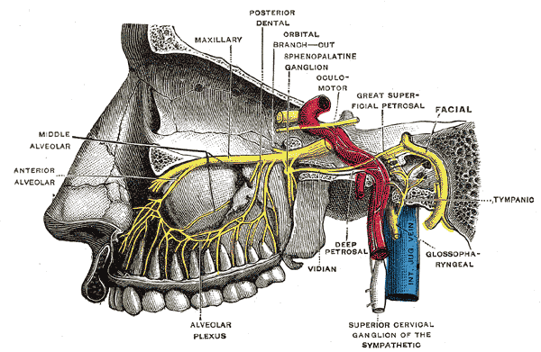 <p>Facial and Trigeminal Nerve Interactions in Lacrimal Gland Function