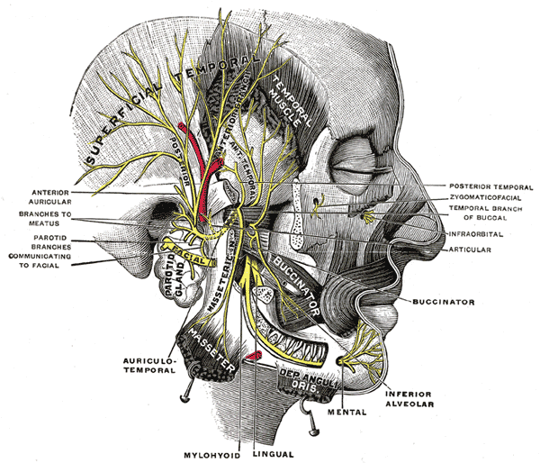 <p>Trigeminal Nerve, Mandibular Division