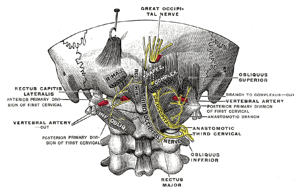<p>Upper Cervical Nerves, Posterior Divisions