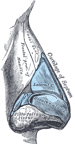 <p>The Organ of Smell