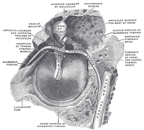 <p>Middle Ear Anatomy, Right Side