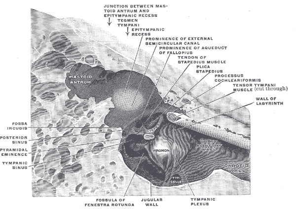 <p>Medial and Adjacent Walls of the Right Tympanic Cavity