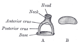 <p>Stapes. Frontal view of the A) left stapes, B) medial surface of the base.</p>