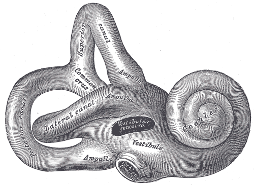 <p>Internal Ear