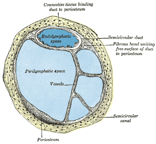 <p>Internal Ear or Labyrinth, Transverse Section