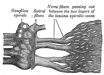 <p>Cochlear Division of the Acoustic Nerve