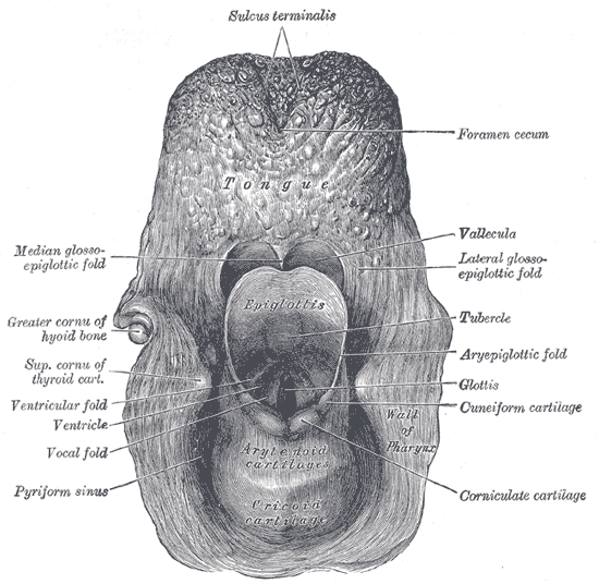 <p>The Larynx. The entrance to the larynx. The tongue and epiglottis are seen in the posterior view.</p>